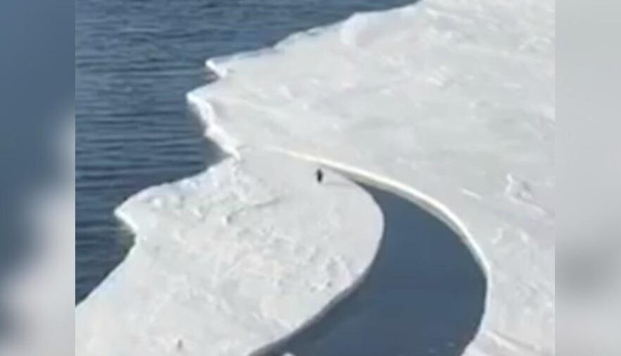 pinguinos en el artico una sorprendente realidad
